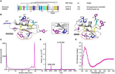 Enhancement of SARS-CoV-2 receptor-binding domain activity by two microbial defensins